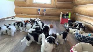 Rocky Mountain Biewer Terrier Puppies having lunch together [upl. by Surbeck]