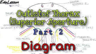 Outlet of Thorax Inferior Aperture 23  Diagram 🔥🔥  Thorax Anatomy [upl. by Vitkun]