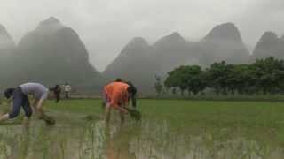 Growing Rice  Jiuxiancun China [upl. by Lednahc]