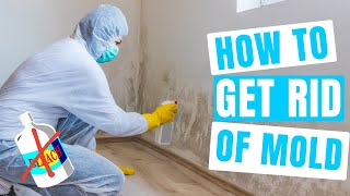 How to GET RID OF MOLD  Dont use bleach [upl. by Naesyar]