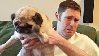 Pug Poops on Owner [upl. by Ahsie]