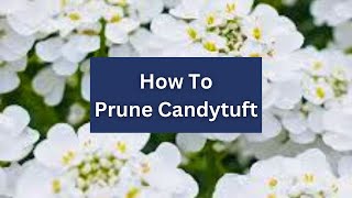 How To Prune Candytuft 🌼 Iberis sempervirens [upl. by Omland]