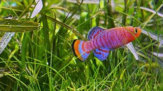 Ikan Hias Killifish Nothobranchius rachovii [upl. by Eneles]