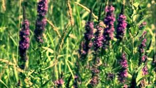 Purple Loosestrife  A Very Wicked Plant [upl. by Suoivatco]