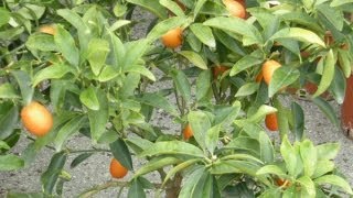 Mandarino cinese o kumquat rinvaso e concimazione [upl. by Ecnatsnoc813]