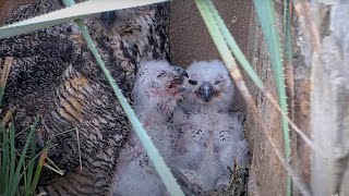 Sleepy Afternoon For Owlets At Wildflower Center Great Horned Owl Nest – April 16 2024 [upl. by Atiuqahs]