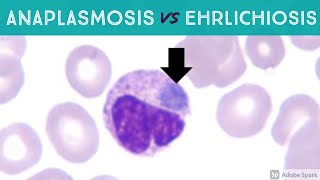 Anaplasmosis vs Ehrlichiosis Anaplasma phagocytophilum vs Ehrlichia chaffeensis amp ewingii [upl. by Layton]