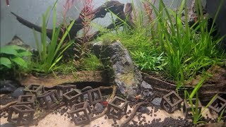 The Benefits of Cherry Shrimp in a Planted Aquarium [upl. by Lambertson]