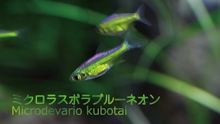 38ミクロラスボラブルーネオン 透明感ある輝きが美しい熱帯魚 Microdevario kubotai [upl. by Anital]