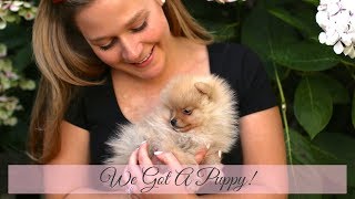 We got a Puppy  Tiny Pomeranian  Katie KALANCHOE [upl. by Georgy]