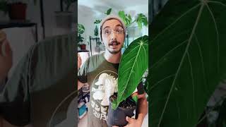 pourquoi tu tues tes plantes [upl. by Yt]