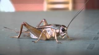 Huiskrekel  House cricket  Acheta domesticus in Thailand [upl. by Ahsilad501]