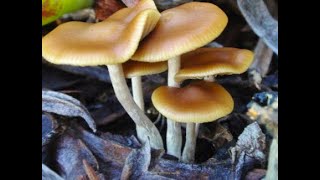 Psilocybe Cyanescens [upl. by Noek]