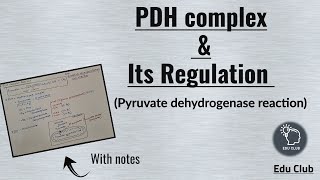 PDH  Pyruvate dehydrogenase complex  Regulation  Carbohydrate metabolism  Biochemistry [upl. by Ettenuahs]