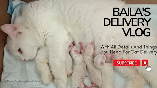 Bailas Delivery VLOG I will try to share the daily routine of my cats [upl. by Noek]