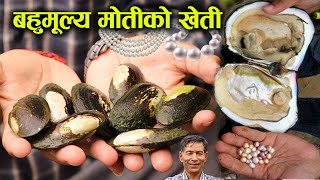 नेपालमै बहुमूल्य मोतीको खेती कसरी गर्ने हेर्नुहोस् भिडियो │Pearl farming in Nepal │Nepal Chitra [upl. by Gillmore]