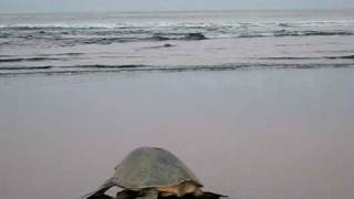 Playa Ostional  Olive Ridley Lepidochelys olivacea sea turtle returning to the water [upl. by Donaugh580]