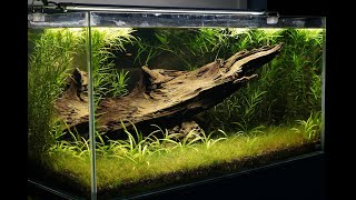 About 60 Galaxy Rasboras in a planted aquarium [upl. by Romano]