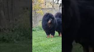 THE BEST MASTIFF BREEDS 2024  Tibetan MASTIFF mastiffdog mastiff tibetan [upl. by Claudia]