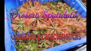 Hablemos de Drosera Spatulata [upl. by Cutlor271]