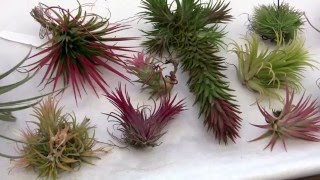 Barry Landaus Tropical Planet Tillandsia Ionantha Forms and Varieties [upl. by Bullough273]