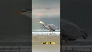 birds nature birdslife wildlife wildlifephotography shorts shortvideo viralvideo [upl. by Johnson]