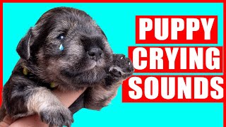 Puppy Crying Sound  Dog Crying Sound Effect Puppies Whining Noises [upl. by Braden1]