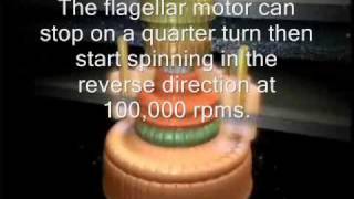 The Flagellar Motor  By Design or By Chancewmv [upl. by Yssak]