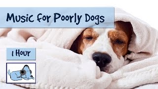 Music for Poorly Dogs Dogs Suffering with Kennel Cough and Similar Illnesses 🐶 POORLY09 [upl. by Eilis]