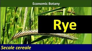 Economic Botany of Rye Secale cereale [upl. by Oettam794]