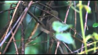 Birding in Queensland with Del Richards [upl. by Ateekram]