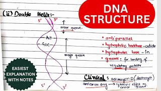 DNA Structure Organization amp Function  Nucleosides amp Nucleotides  Biochemistry urduhindi [upl. by Loren]