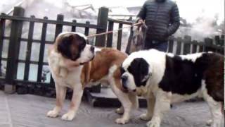 A Saint Bernard and a hot spring resort [upl. by Elna603]