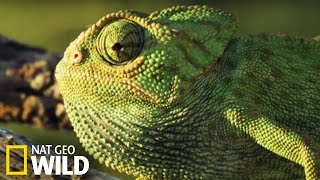 Le caméléon commun un chasseur très astucieux [upl. by Alimhaj]