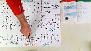 Hydrolyse en condensatie havo scheikunde [upl. by Idnek]