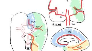 Verzorgingsgebieden van de cerebrale arteriën [upl. by Meikah960]