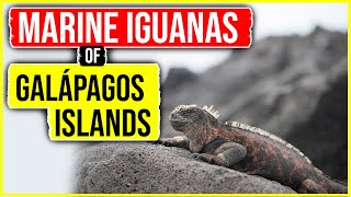 Marine Iguanas of the Galápagos Islands 4K [upl. by Lamej]