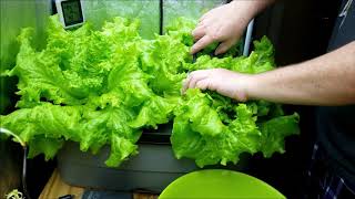 Harvesting some hydroponic lettuce [upl. by Eimmaj252]