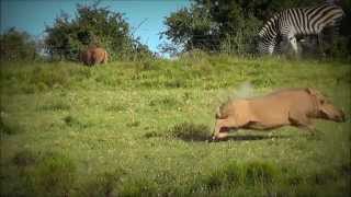 Hogshot Hunting  Warthog String Jump 1 [upl. by Natassia933]