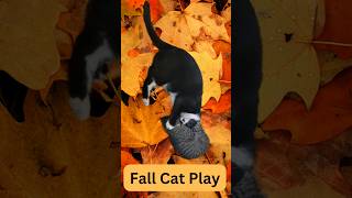 Fall Cats Play Romeo amp Juliet🐾🍂❤️ [upl. by Arhaz]