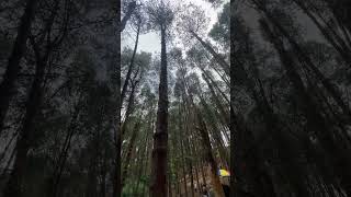 📍Pine forest  Ooty  travel nature travelvlog tourism [upl. by Jovita]