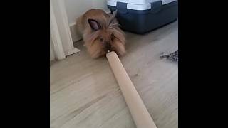 Lionhead rabbit gets into fight with tube and loses [upl. by Naldo]