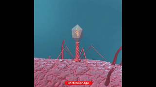 Lifecycle of Bacteriophage Virus  Lytic Cycle [upl. by Ahsietal]