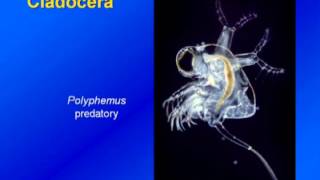 Limnology  Zooplankton Diversity amp Ecology [upl. by Laurel]