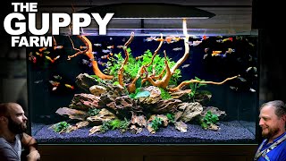 The Guppy Farm EXOTIC Guppy Island Style All In One Aquarium Aquascape Tutorial [upl. by Llehcar]