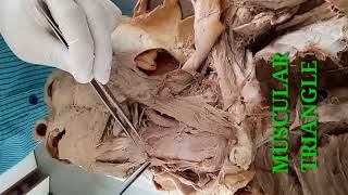 DISSECTION OF NECK PART1  BOUNDARIES OF ANTERIOR TRIANGLE OF NECK  BY DR MITESH DAVE [upl. by Tabb3]