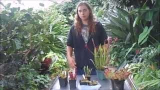 How to Grow Sarracenia North American Pitcher Plants [upl. by Guenevere133]