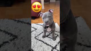 Bluenose Pitbull Puppy Argo Kills with Cuteness pitbull [upl. by Einnoc]