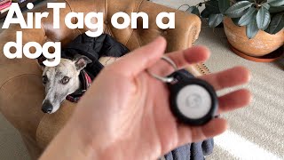 Tracking my dog with an AirTag [upl. by Aizahs]