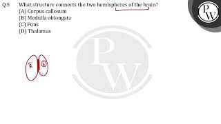 What structure connects the two hemispheres of the brain [upl. by Marashio169]